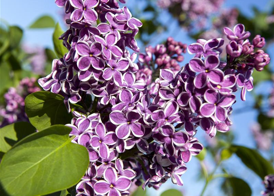 Syringa vulgaris Sensation