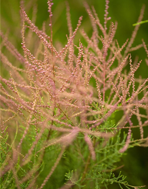 Tamarix parviflora