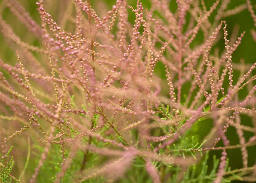 Tamarix parviflora