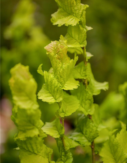 Ulmus hollandica Wredei