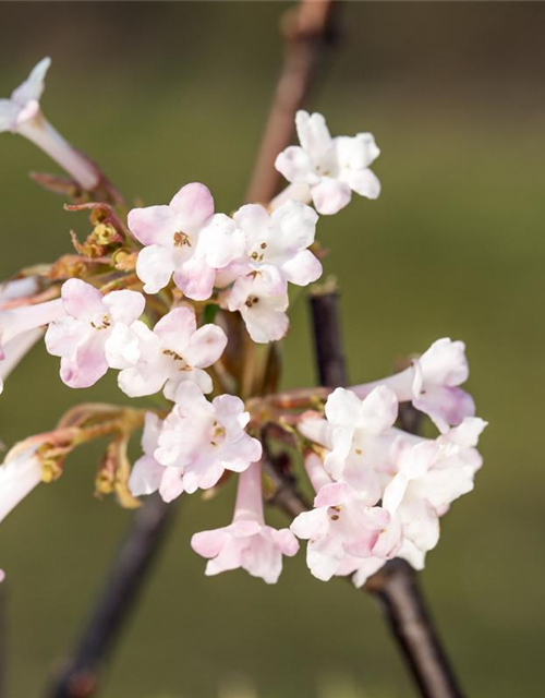 Viburnum bodnantense Charles Lamont