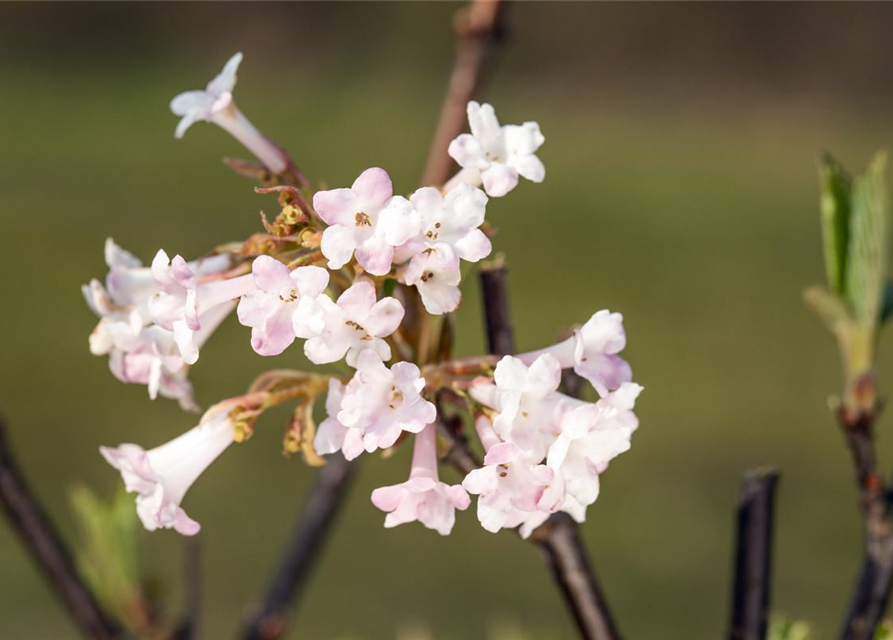 Viburnum bodnantense Charles Lamont