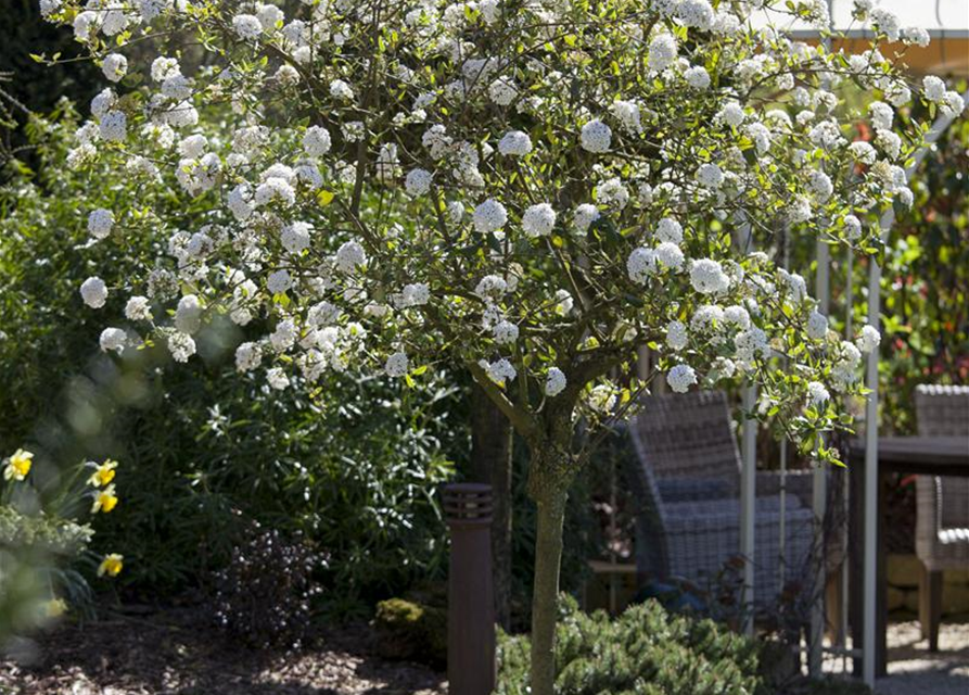 Viburnum burkwoodii