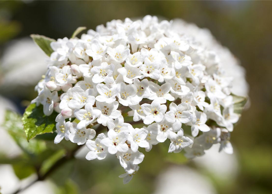 Viburnum burkwoodii