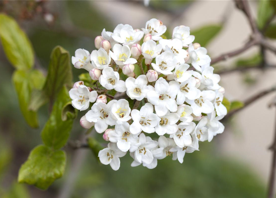 Viburnum burkwoodii