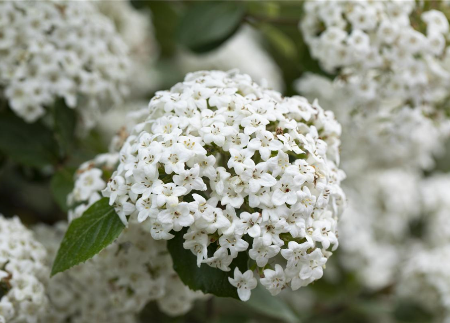 Viburnum burkwoodii