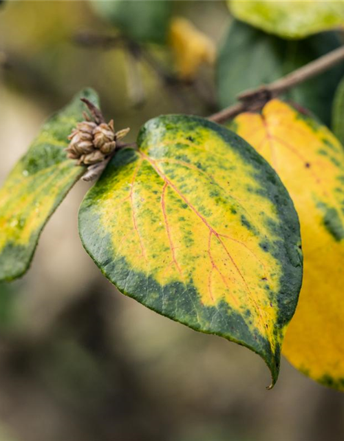 Viburnum burkwoodii