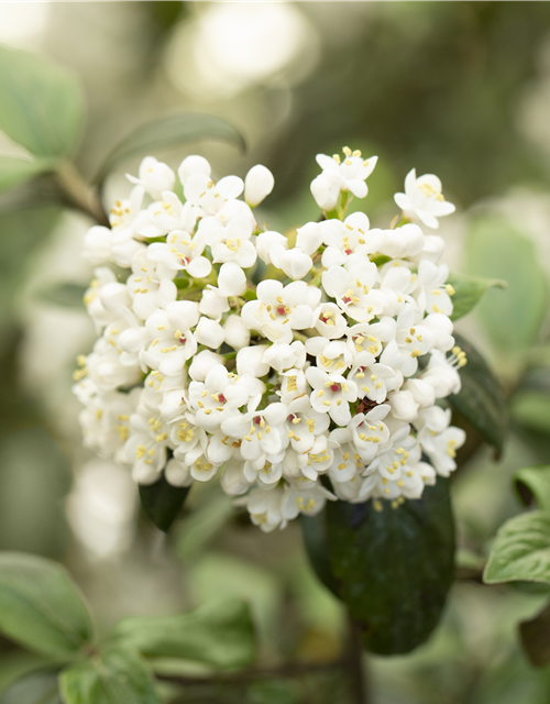 Viburnum burkwoodii Conoy