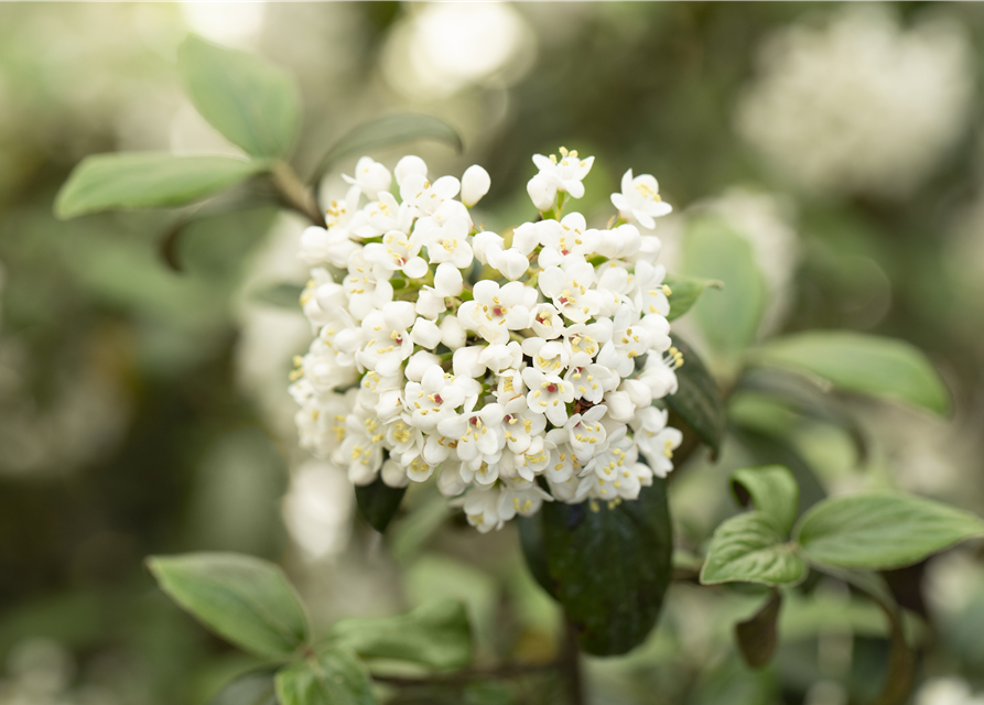 Viburnum burkwoodii Conoy