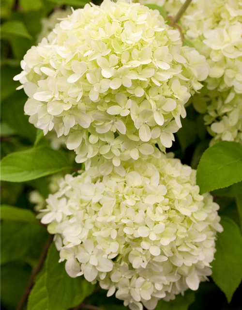 Hydrangea paniculata Limelight