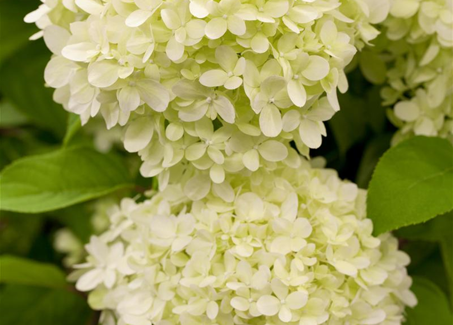 Hydrangea paniculata Limelight