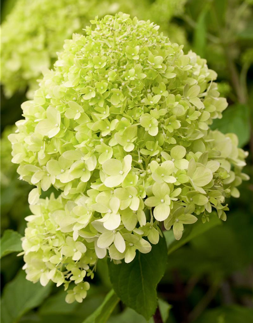 Hydrangea paniculata Limelight