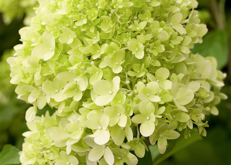 Hydrangea paniculata Limelight