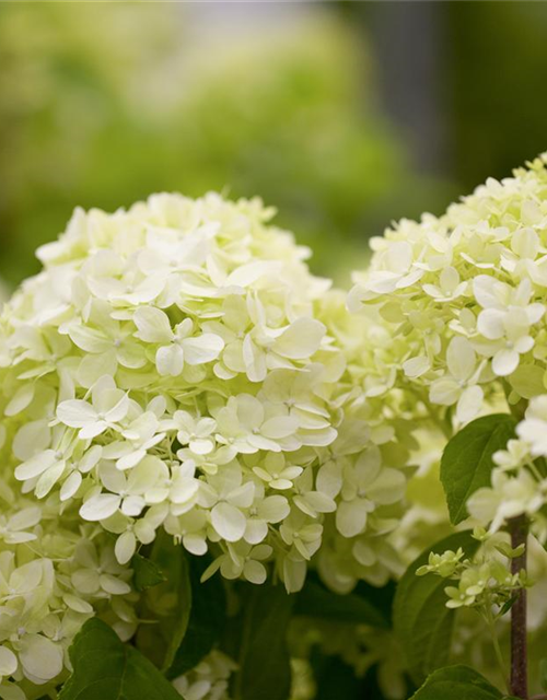 Hydrangea paniculata Limelight