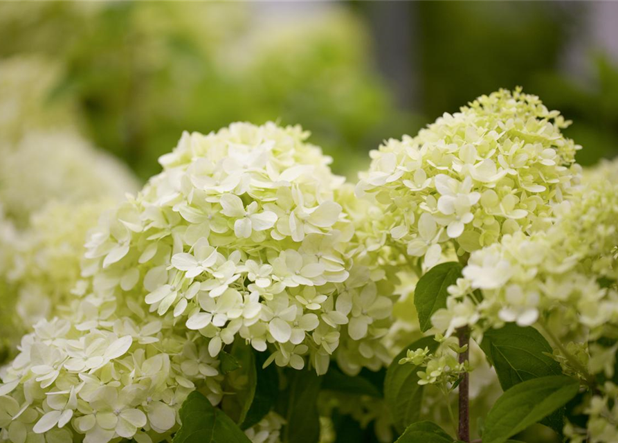 Hydrangea paniculata Limelight