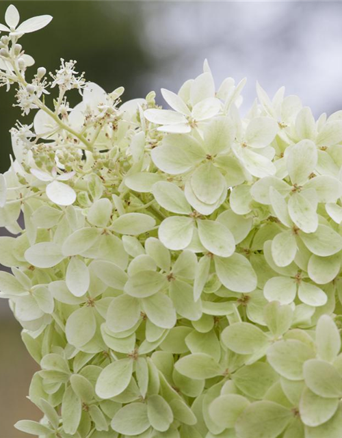 Hydrangea paniculata Limelight