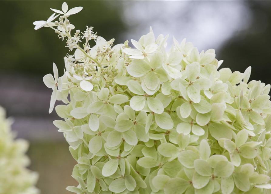 Hydrangea paniculata Limelight