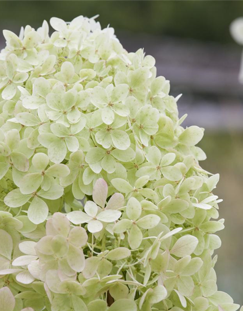 Hydrangea paniculata Limelight