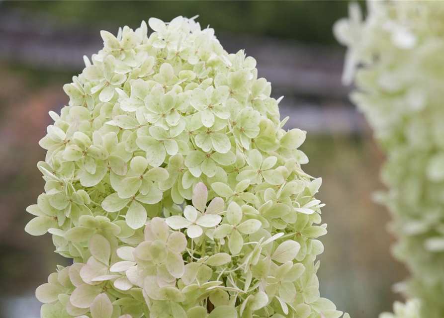 Hydrangea paniculata Limelight