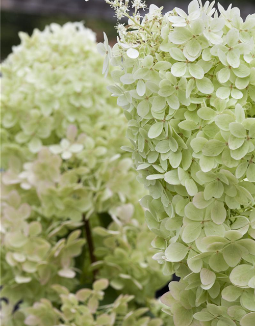 Hydrangea paniculata Limelight