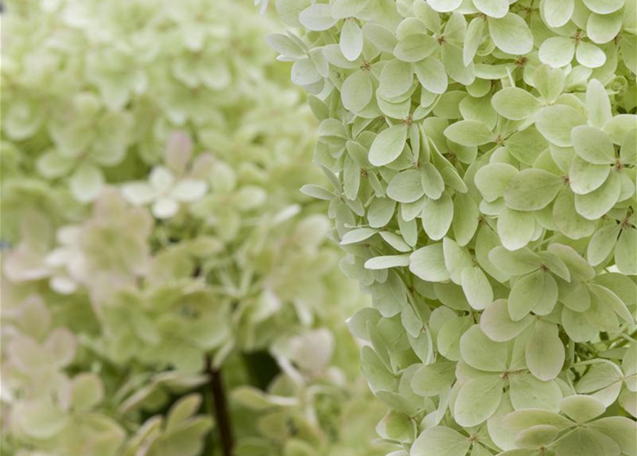 Hydrangea paniculata Limelight