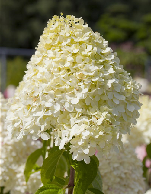 Hydrangea paniculata Limelight