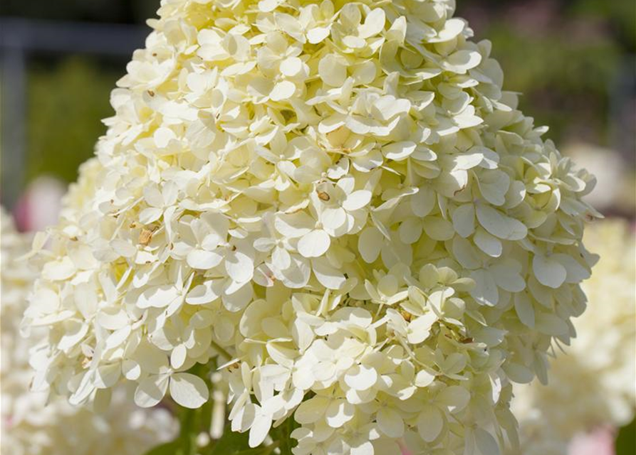 Hydrangea paniculata Limelight