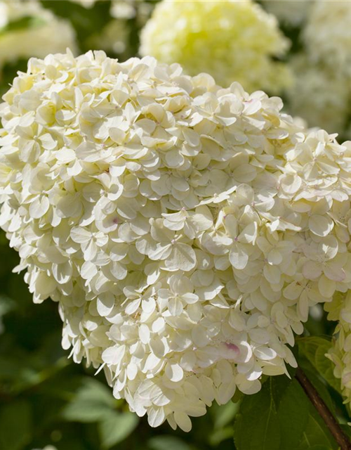 Hydrangea paniculata Limelight