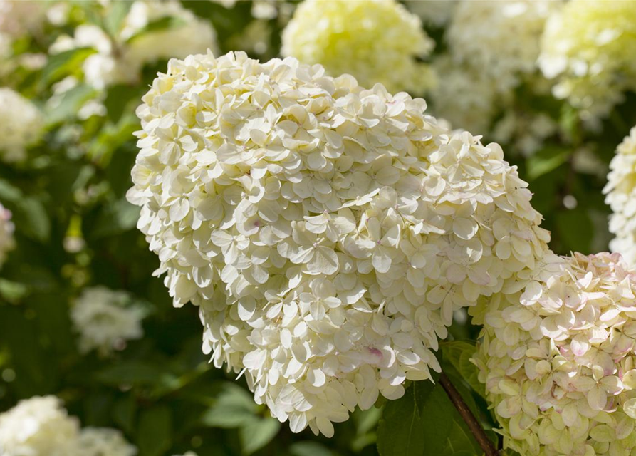 Hydrangea paniculata Limelight