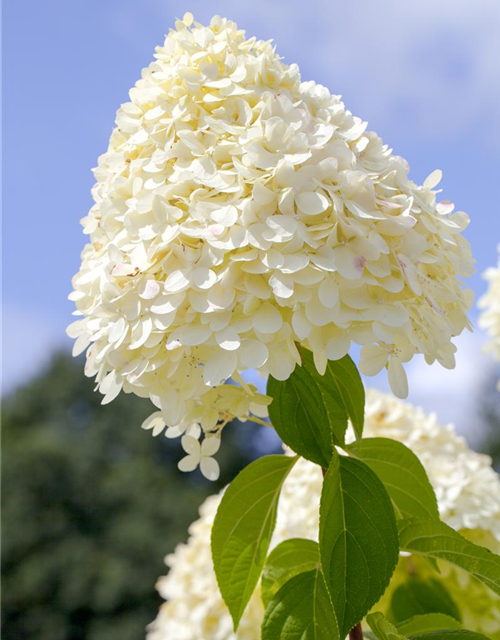 Hydrangea paniculata Limelight