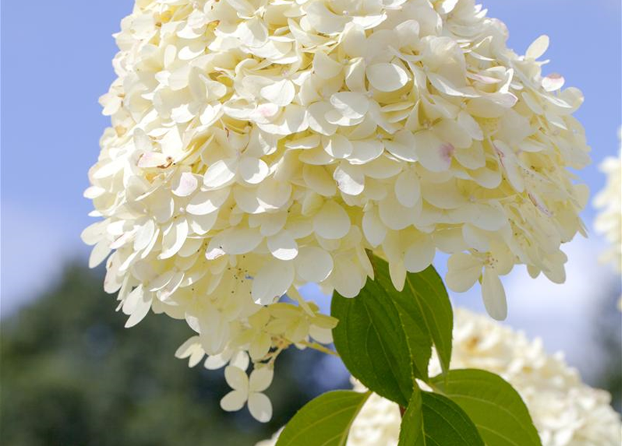 Hydrangea paniculata Limelight