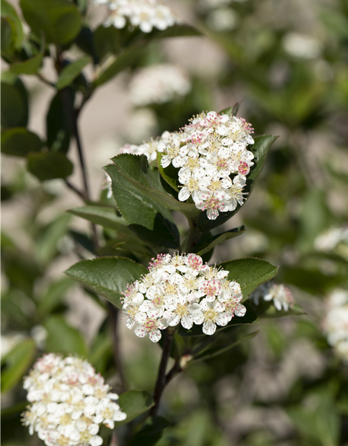 Aronia melanocarpa