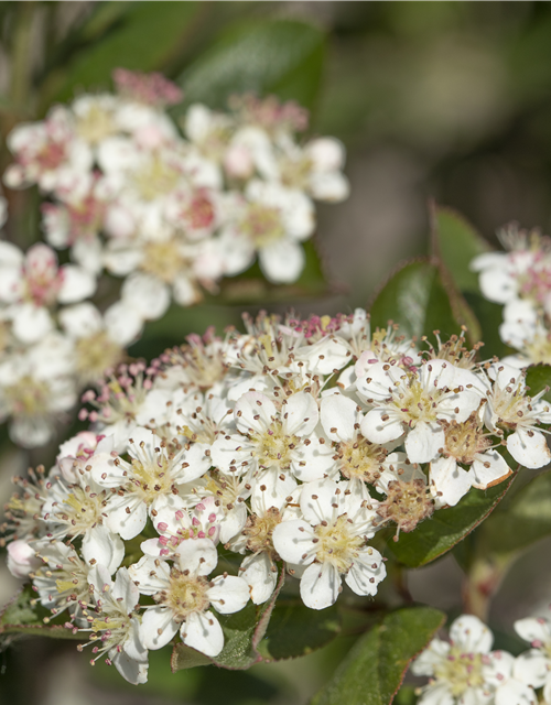 Aronia melanocarpa