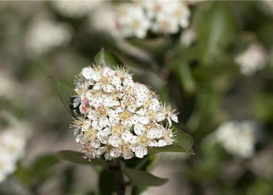 Aronia melanocarpa