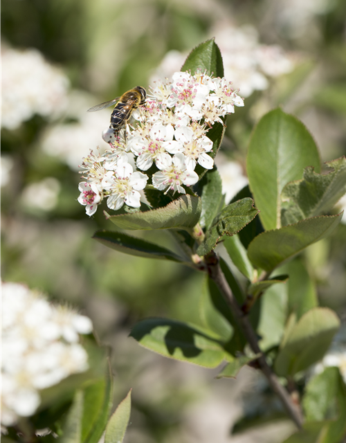 Aronia melanocarpa