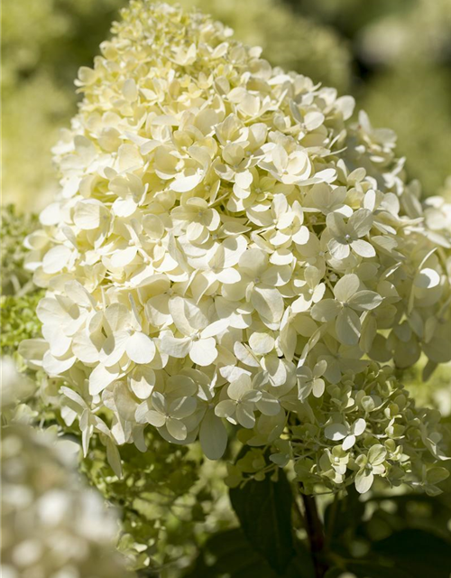 Hydrangea pan. Magical Andes