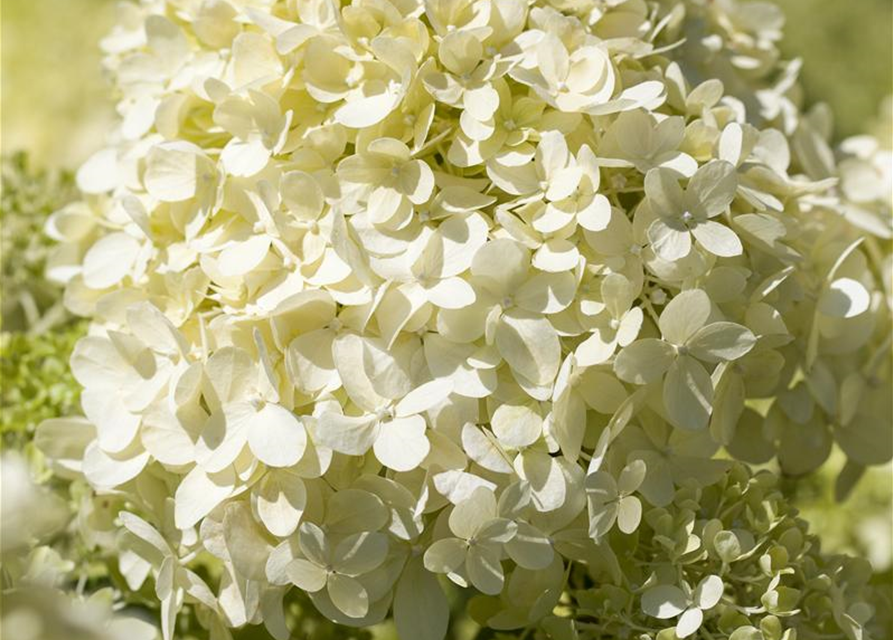 Hydrangea pan. Magical Andes