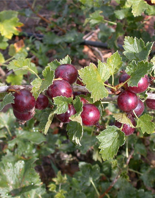 Ribes nidigrolaria