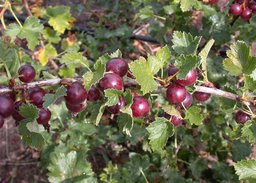 Ribes nidigrolaria