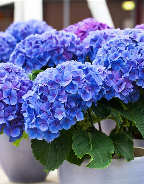 Hydrangea macrophylla Midi