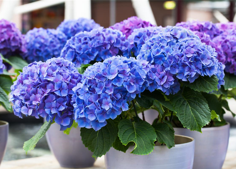 Hydrangea macrophylla Midi