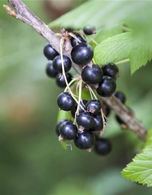 Ribes rubrum Ben Sarek