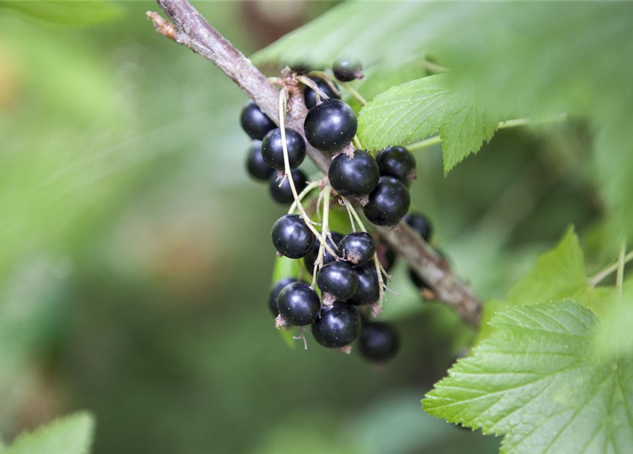 Ribes rubrum Ben Sarek