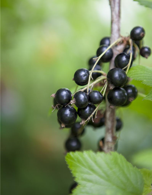 Ribes rubrum Ben Sarek