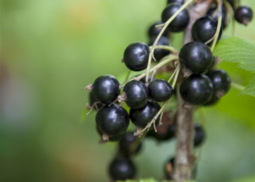 Ribes rubrum Ben Sarek