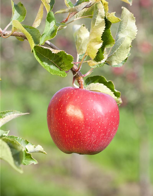 Malus domestica Alkmene