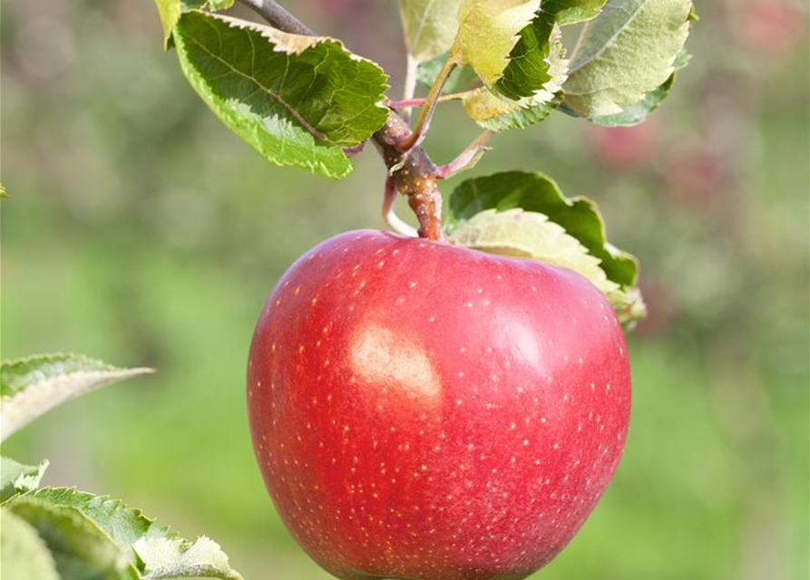 Malus domestica Alkmene