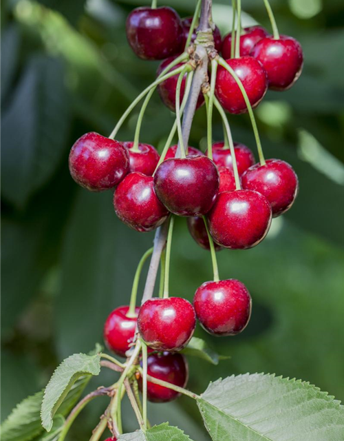 Prunus avium Celeste