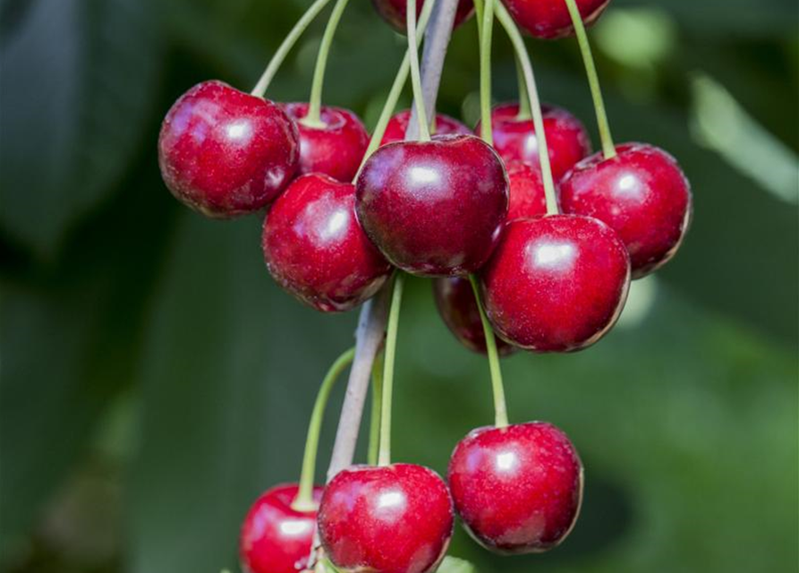 Prunus avium Celeste