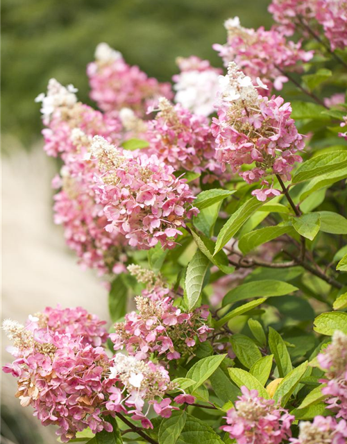 Hydrangea paniculata Pinky Winky